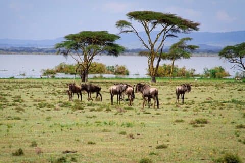 Excursão ao Lake Naivasha Crescent Island Game Sanctuary
