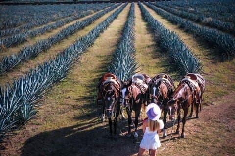 Magic Town Tequila og Agave Fields