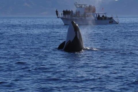 Excursión en barco a Catalina Island desde LA