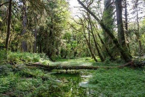 Full Day Guided Hike in Hoh Rainforest Olympic National Park