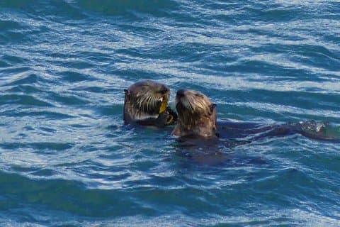 SEWARD - Wilderness Wildlife och Beachcombing Experience