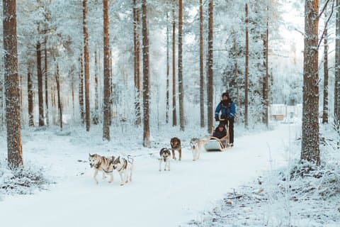 Balade en traîneau à Husky de 3 km au début de l'hiver à Rovaniemi
