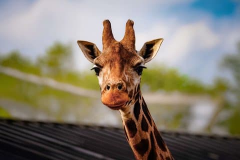 London Zoo Entry Billet