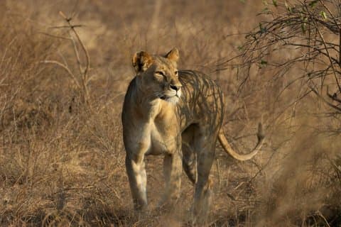 3-Day Best of Mikumi Safari Adventure