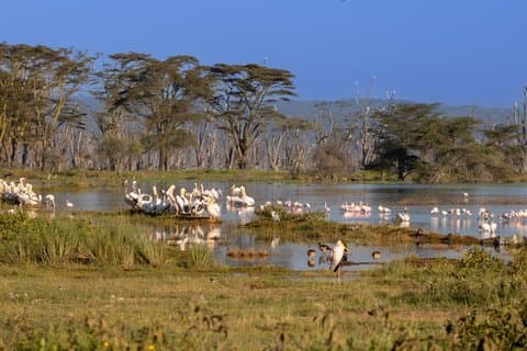 Excursion d'une journée privée de Nairobi au lac Nakuru