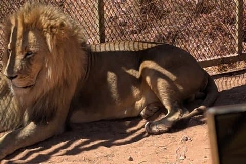 Cidade do Cabo Big 5 Safari em Aquila com almoço incluído
