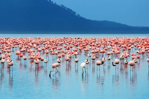 Excursion d'une journée ;Parc national du lac Nakuru et lac Naivasha depuis Nairobi.