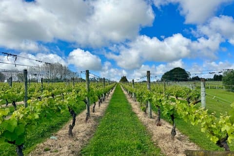 Dégustation de vins et saveurs locales de Kumeu : Vignes, brasseries et vues