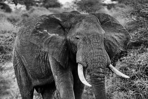 Tanzania 5 días de aventura en safari