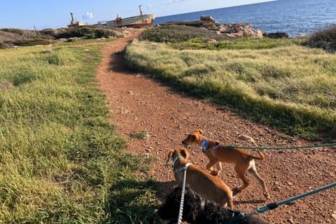 Sunset Beach Walk with Rescue Dogs at the Edro III Shipwreck