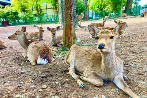 Nara: Essential Private Tour with Deer Park and Temples