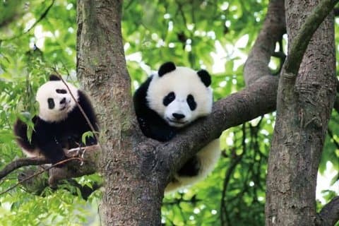 Privat guidet tur til Chengdu Panda Base