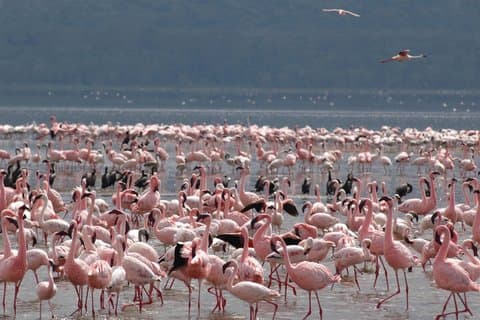 Half Day Tour To Lake Nakuru National Park From Nakuru