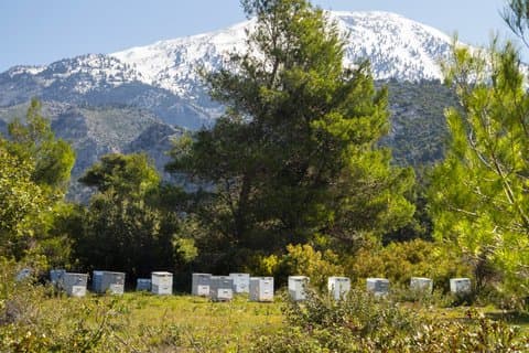 Excursão privada Kefalonia Olive Oil, Honey & Wine Shore