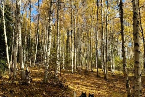 Visite de Goldstream Forest Hike & Kennel