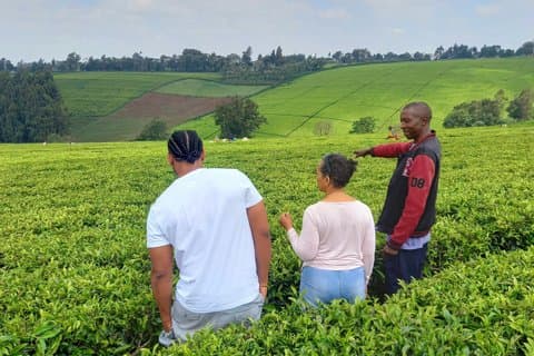 Nairobi : tour privato della fattoria del tè con degustazione e pranzo