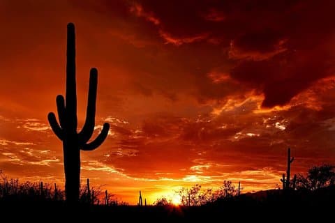 De Phoenix Saguaro Tombstone e Bisbee Tour de um dia privado