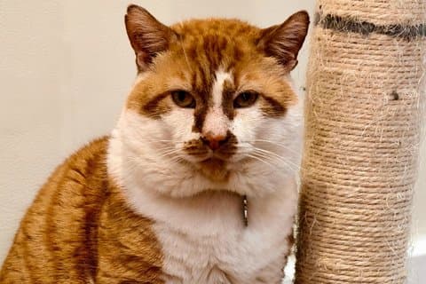 Cat Cafe Lounge Sessão em Londres