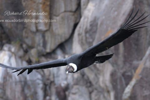 Antisana Birding Tours för att se CONDORS - av Richard Hernandez