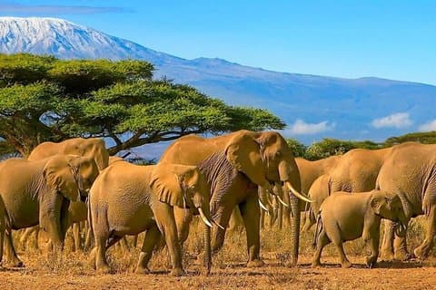 Nairobi Amboseli National Park Day Trip and Maasai Village Visit