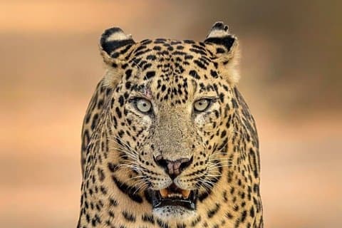 All inclusive Yala Private Leopard Safari : Naturforskare och mer