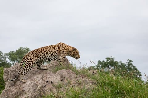 Jodhpur : Jawai Safari, Kumbhalgarh Fort, Ranakpur Tempel Dagtour