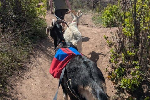 Wanderabenteuer mit geretteten Ziegen in Denver
