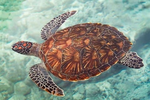 サラーム洞窟とジョザニの森ガイドツアー
