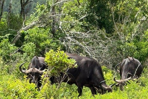 Tagestour durch die Elky Shimba Hills und den Sheldrick Wasserfall