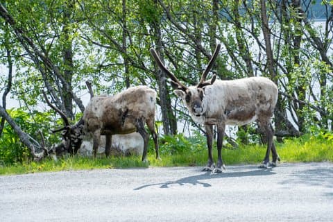Tour dell'aurora boreale con esperienza delle renne a Tromsø
