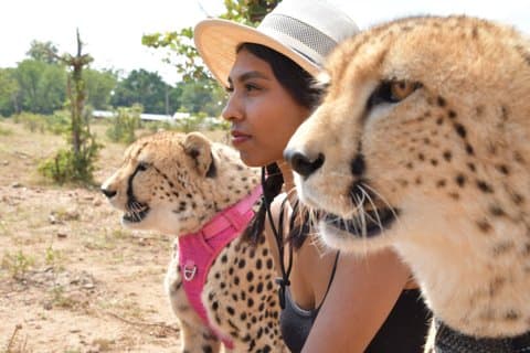 Experiência Cheetah