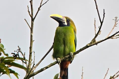 Führung in Monteverde mit Ortskundiger Reiseleiter und Fernglas