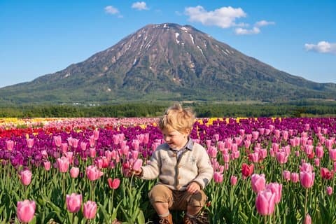 Tagesausflug Sapporo Hokkaido Moss Phlox und Tulpenblumenfelder