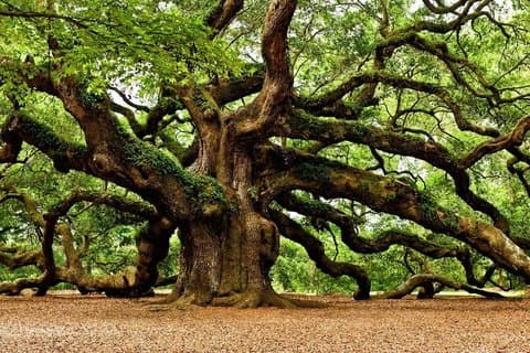 Charleston Day Tour Angel Oak, Jardim do Chá e Vinha