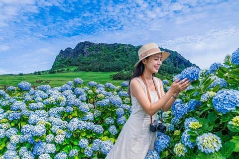 Excursion de l'hortensia d'été à Jeju East avec site UNESCO