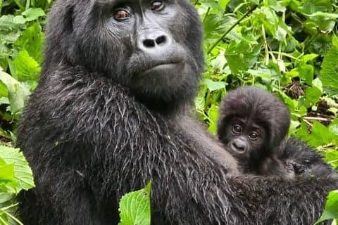 1 Day Mountain Gorilla Trekking Experience