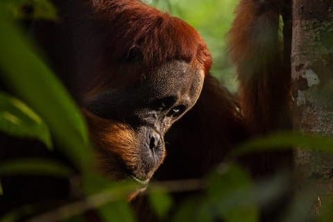 Bukit Lawang 3D2N Deep Orangutan Trek All Inclusive from Medan