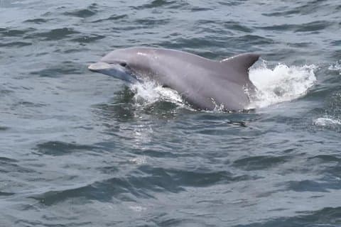 1 Hour North Myrtle Beach Jet Ski Dolphin Experience