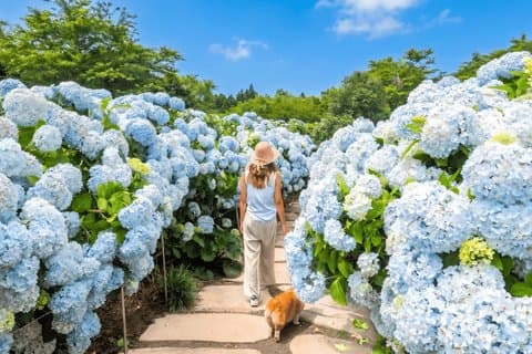 Excursion de l'hortensia d'été de Jeju Ouest et Sud avec site de l'Unesco