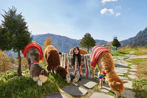 Alpaca World, Nami Island og Garden of Morning Calm fra Seoul