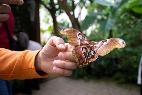 ミラノ・マリッティマのバタフライハウスで自然を満喫