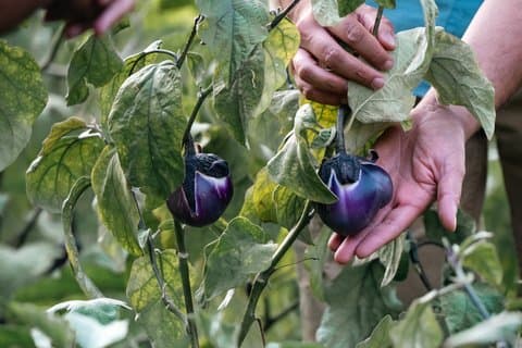 Rural Cooking Class in Capo Vaticano