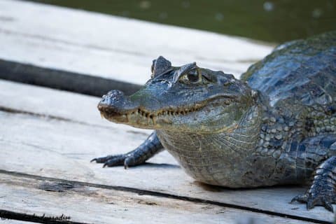 アンデスからアマゾンへ エクアドルの野生生態系を3日間で探検