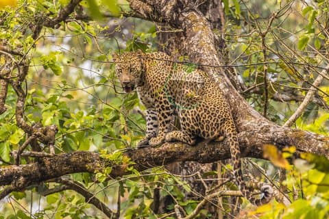 Chitwan Big 5 Safari – Rhino og tiger ekspedisjon (4 dager)