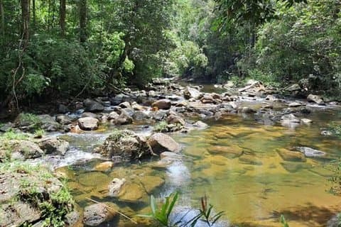 Sinharaja Rainforest Day Trip from Ahangama