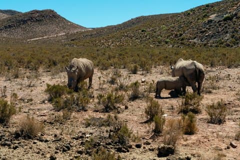 Cape Town Aquila Game Reserve Big 5 Eftermiddagssafari med snacks