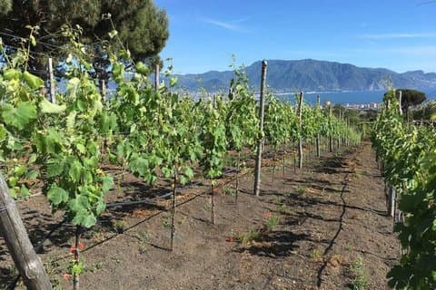 Tour Vesuvius Vineyard de Nápoles e degustação de vinhos não elaborados