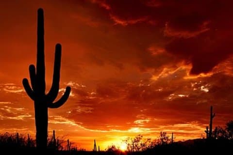 Tour di un giorno condiviso di Phoenix Saguaro Tombstone e Bisbee