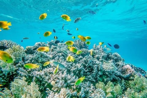 Tauchen in Hurghada mit leckerem Mittagessen an Bord