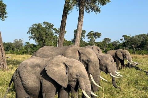 Day Tour to Amboseli National Park and Maasai Village